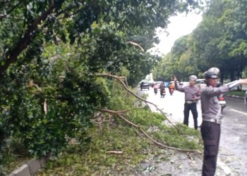 Polsek Pontianak Selatan Amankan Dua Lokasi Pohon Tumbang Akibat Hujan dan Angin Kencang