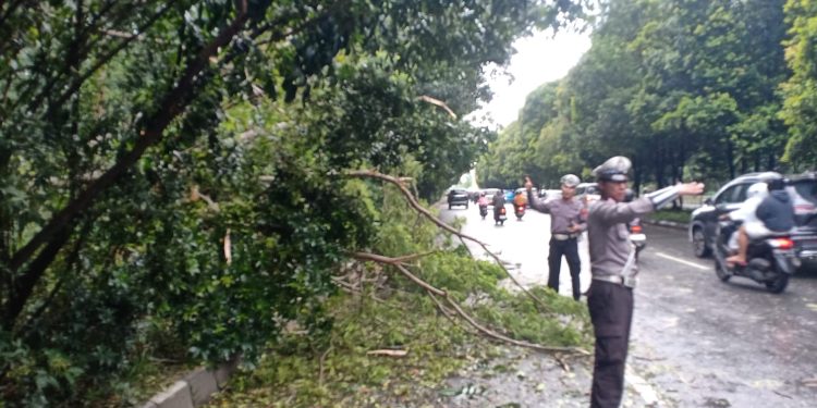 Polsek Pontianak Selatan Amankan Dua Lokasi Pohon Tumbang Akibat Hujan dan Angin Kencang