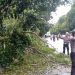 Polsek Pontianak Selatan Amankan Dua Lokasi Pohon Tumbang Akibat Hujan dan Angin Kencang