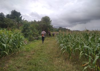 Gotong Royong Siapkan Lahan Jagung Serentak di Nyarumkop Singkawang