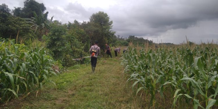 Gotong Royong Siapkan Lahan Jagung Serentak di Nyarumkop Singkawang