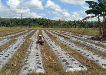 Polsek Belimbing Pantau Progres Pertumbuhan Jagung dan Perawatan