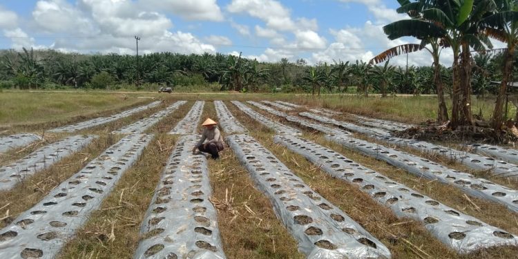 Polsek Belimbing Pantau Progres Pertumbuhan Jagung dan Perawatan