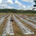 Polsek Belimbing Pantau Progres Pertumbuhan Jagung dan Perawatan
