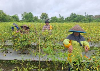 Bripka Hadi Kholiq Bhabinkamtibmas dan Bintara Penggerak Desa Tanamkan Jagung dan Sayuran, Dukung Ketahanan Pangan Nasional!