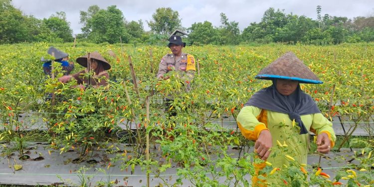 Bripka Hadi Kholiq Bhabinkamtibmas dan Bintara Penggerak Desa Tanamkan Jagung dan Sayuran, Dukung Ketahanan Pangan Nasional!