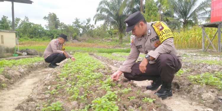 Giat Polsek Nanga Pinoh Dalam Perawatan dan Pemeliharaan Tanaman