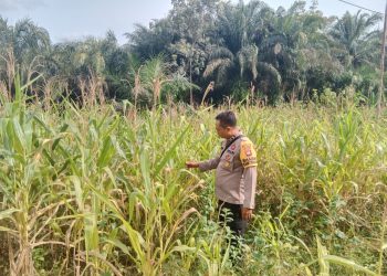 Pastikan Pertumbuhan Optimal, Kanit Binmas dan Bhabinkamtibmas Cek Tanaman Jagung