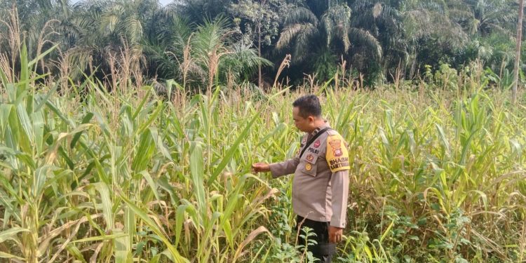 Pastikan Pertumbuhan Optimal, Kanit Binmas dan Bhabinkamtibmas Cek Tanaman Jagung