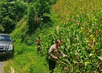 Bintara penggerak Desa Bilayuk   dampingi Pamatwil Lakukan Progres Penanaman Jagung.