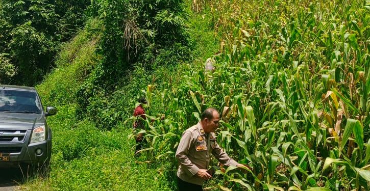 Bintara penggerak Desa Bilayuk   dampingi Pamatwil Lakukan Progres Penanaman Jagung.