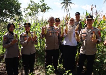 Wakapolresta Pontianak Hadiri Panen Perdana Jagung Bersama Petani dan Forkopimcam di Jalan Ujung Pandang Pontianak Kota