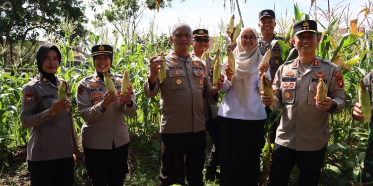 Wakapolresta Pontianak Hadiri Panen Perdana Jagung Bersama Petani dan Forkopimcam di Jalan Ujung Pandang Pontianak Kota
