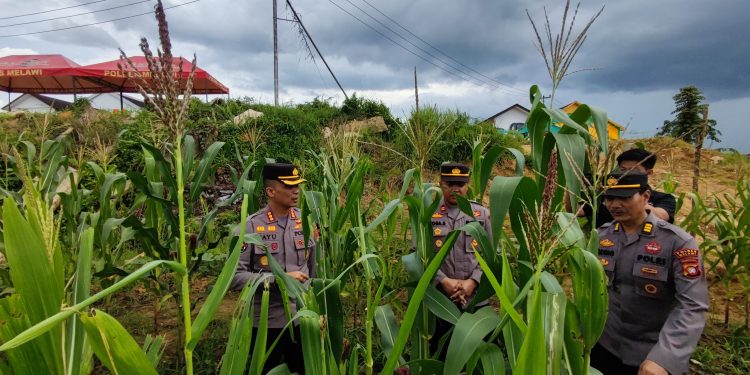 Kabid Humas Bersama Dir Tahti Polda Kalbar Asistensi Progres Penanaman Jagung di Melawi
