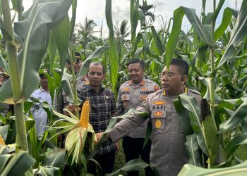 Kabid Dokes selaku Pamatwil Polda Kalbar Tinjau Lahan Jagung di Semparuk dalam Rangka Asistensi Ketahanan Pangan Nasional