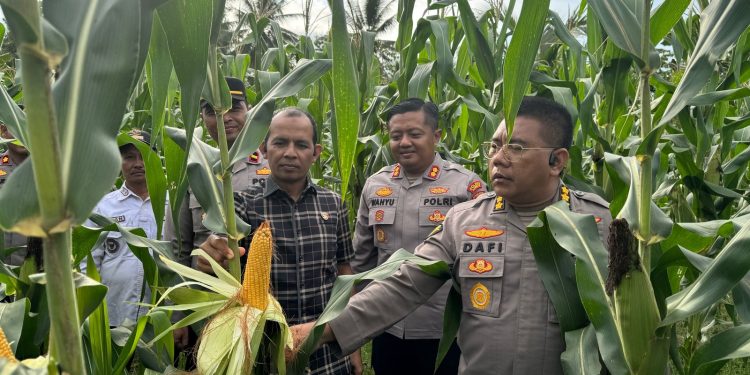 Kabid Dokes selaku Pamatwil Polda Kalbar Tinjau Lahan Jagung di Semparuk dalam Rangka Asistensi Ketahanan Pangan Nasional
