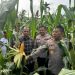 Kabid Dokes selaku Pamatwil Polda Kalbar Tinjau Lahan Jagung di Semparuk dalam Rangka Asistensi Ketahanan Pangan Nasional
