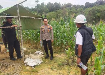 Kapolsek Silat Hilir Tinjau Lahan Ketahanan Pangan di Area PT. PGM, Dukung Program Swasembada Jagung