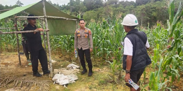 Kapolsek Silat Hilir Tinjau Lahan Ketahanan Pangan di Area PT. PGM, Dukung Program Swasembada Jagung