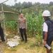 Kapolsek Silat Hilir Tinjau Lahan Ketahanan Pangan di Area PT. PGM, Dukung Program Swasembada Jagung