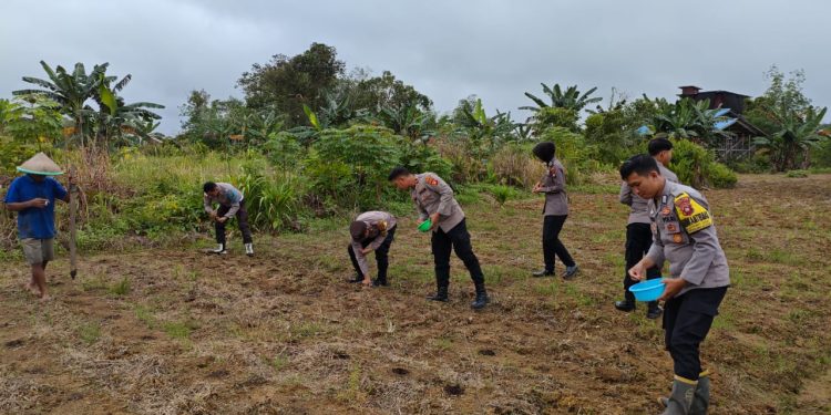 Polsek Putussibau Selatan Laksanakan Penanaman Jagung Dukung Program Ketahanan Pangan Nasional 2025
