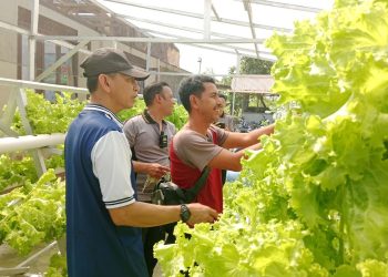 Kapolsek Sekayam Pimpin Panen Ketiga Kebun Hidroponik, Dukung Ketahanan Pangan Bergizi di Perbatasan