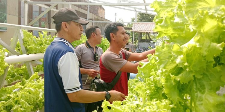 Kapolsek Sekayam Pimpin Panen Ketiga Kebun Hidroponik, Dukung Ketahanan Pangan Bergizi di Perbatasan