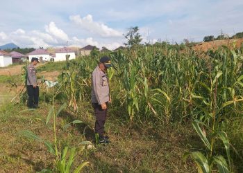 Polsek Entikong Lakukan Pengamanan dan Pengecekan Lahan Jagung Monokultur Dukung Swasembada Pangan 2025