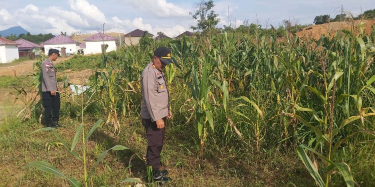 Polsek Entikong Lakukan Pengamanan dan Pengecekan Lahan Jagung Monokultur Dukung Swasembada Pangan 2025