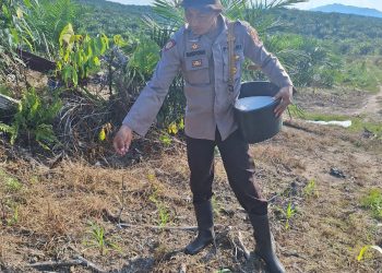 Polsek Nanga Tayap Laksanakan Kegiatan Pemupukan Jagung Hibrida di Lahan Kelompok Tani Sumber Pak Yan