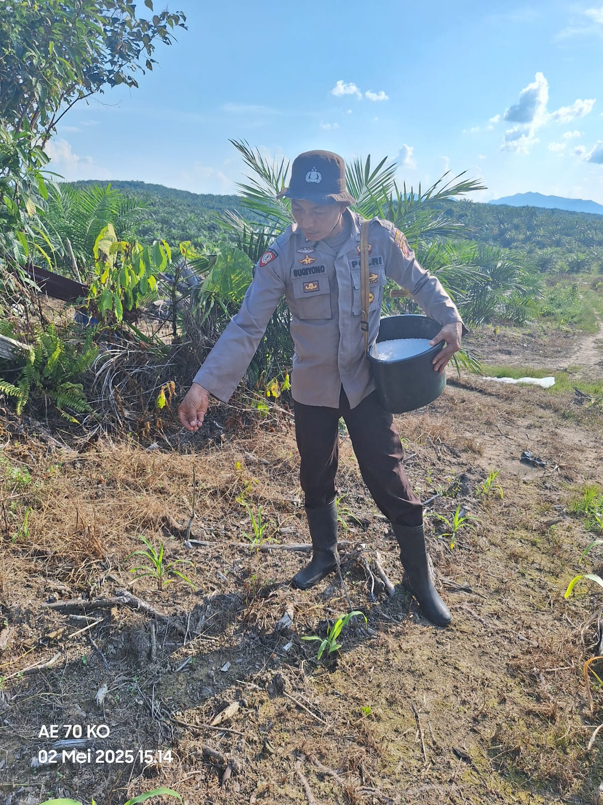 Polsek Nanga Tayap Laksanakan Kegiatan Pemupukan Jagung Hibrida di Lahan Kelompok Tani Sumber Pak Yan