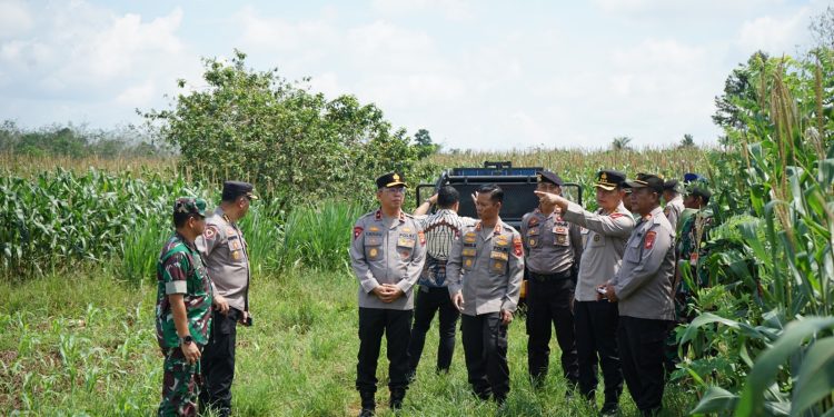 Wakapolda Kalbar Tinjau Kesiapan Panen Raya Jagung di Bengkayang, Sinergi Polri–TNI AU Perkuat Ketahanan Pangan Nasional