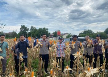 PANEN JAGUNG PERDANA DI DESA RIAM BERASAP HASILKAN 550 KG, DUKUNG KETAHANAN PANGAN KAYONG UTARA