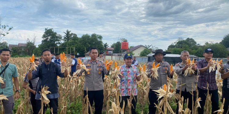 PANEN JAGUNG PERDANA DI DESA RIAM BERASAP HASILKAN 550 KG, DUKUNG KETAHANAN PANGAN KAYONG UTARA