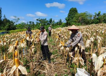 Panen Jagung di Semitau Wujud Dukung Program Swasembada Pangan 2025