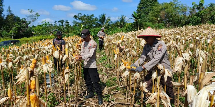 Panen Jagung di Semitau Wujud Dukung Program Swasembada Pangan 2025