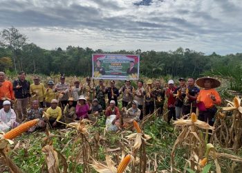 Polsek Meranti Panen Raya Jagung Tahap II