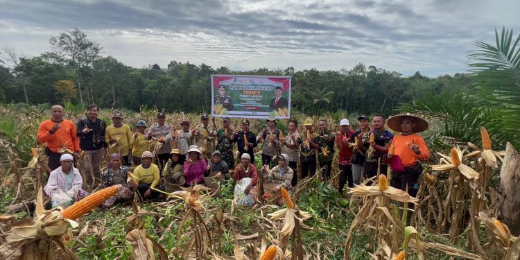 Polsek Meranti Panen Raya Jagung Tahap II