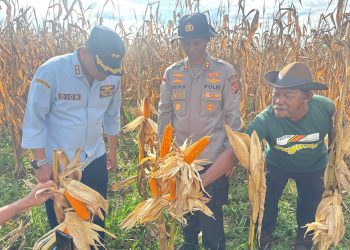 Sinergi Polres Bengkayang dan Lanud Harry Hadisoemantri Sukseskan Panen Raya Jagung Serentak Kuartal II bersama Presiden RI