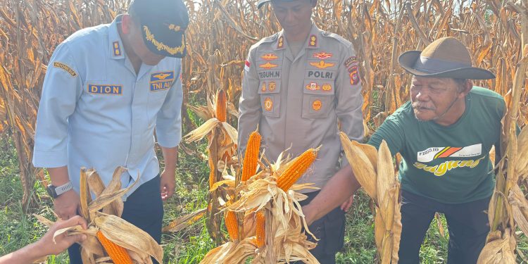 Sinergi Polres Bengkayang dan Lanud Harry Hadisoemantri Sukseskan Panen Raya Jagung Serentak Kuartal II bersama Presiden RI