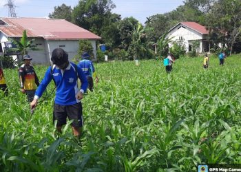 Perawatan Rutin, Satlantas Polres Sekadau Semprot Lahan Jagung Hibrida