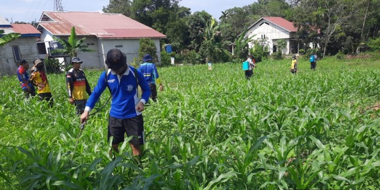 Perawatan Rutin, Satlantas Polres Sekadau Semprot Lahan Jagung Hibrida