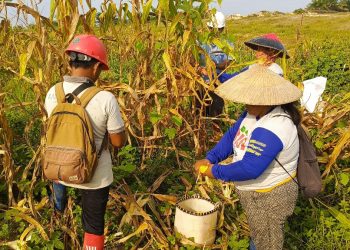 Panen Jagung di Lahan Tumpang Sari PT. DMP Semitau Dukung Ketahanan Pangan Nasional 2025