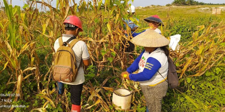Panen Jagung di Lahan Tumpang Sari PT. DMP Semitau Dukung Ketahanan Pangan Nasional 2025