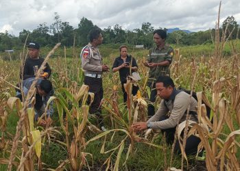 Pengecekan Lahan dan Persiapan Panen Jagung oleh Kelompok Tani Tembawang Karet di Desa Ranyai, Kecamatan Seberuang