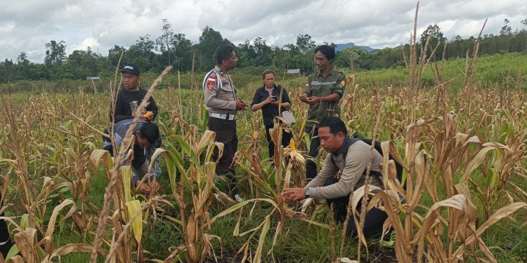 Pengecekan Lahan dan Persiapan Panen Jagung oleh Kelompok Tani Tembawang Karet di Desa Ranyai, Kecamatan Seberuang