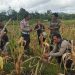 Pengecekan Lahan dan Persiapan Panen Jagung oleh Kelompok Tani Tembawang Karet di Desa Ranyai, Kecamatan Seberuang