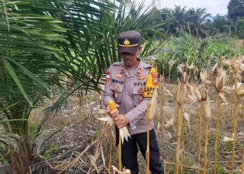 Panen Jagung di Kecamatan Bonti: Bukti Nyata Komitmen Mendukung Ketahanan Pangan Nasional