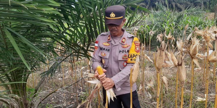 Panen Jagung di Kecamatan Bonti: Bukti Nyata Komitmen Mendukung Ketahanan Pangan Nasional