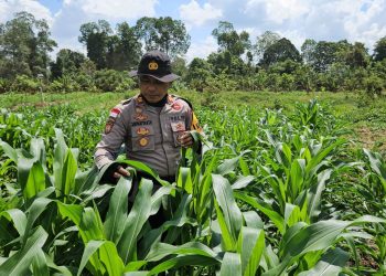 Kapolsek Meliau Tinjau Langsung Perkembangan Tanaman Jagung di Lahan Demplot: Wujud Nyata Komitmen Ketahanan Pangan